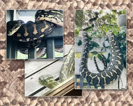 Embracing the Reptiles in the Overhead Space: An Evolution from Fear to Admiration