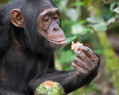 Wild Chimps Drink Daily Ethanol Comparable to a Pint from Fermented Figs